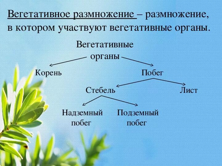 Способы вегетативного размножения 6 класс биология. Способы вегетативного размножения цветковых растений. Способы вегетативного размножения покрытосеменных. Способы вегетативного размножения растений 6 класс.