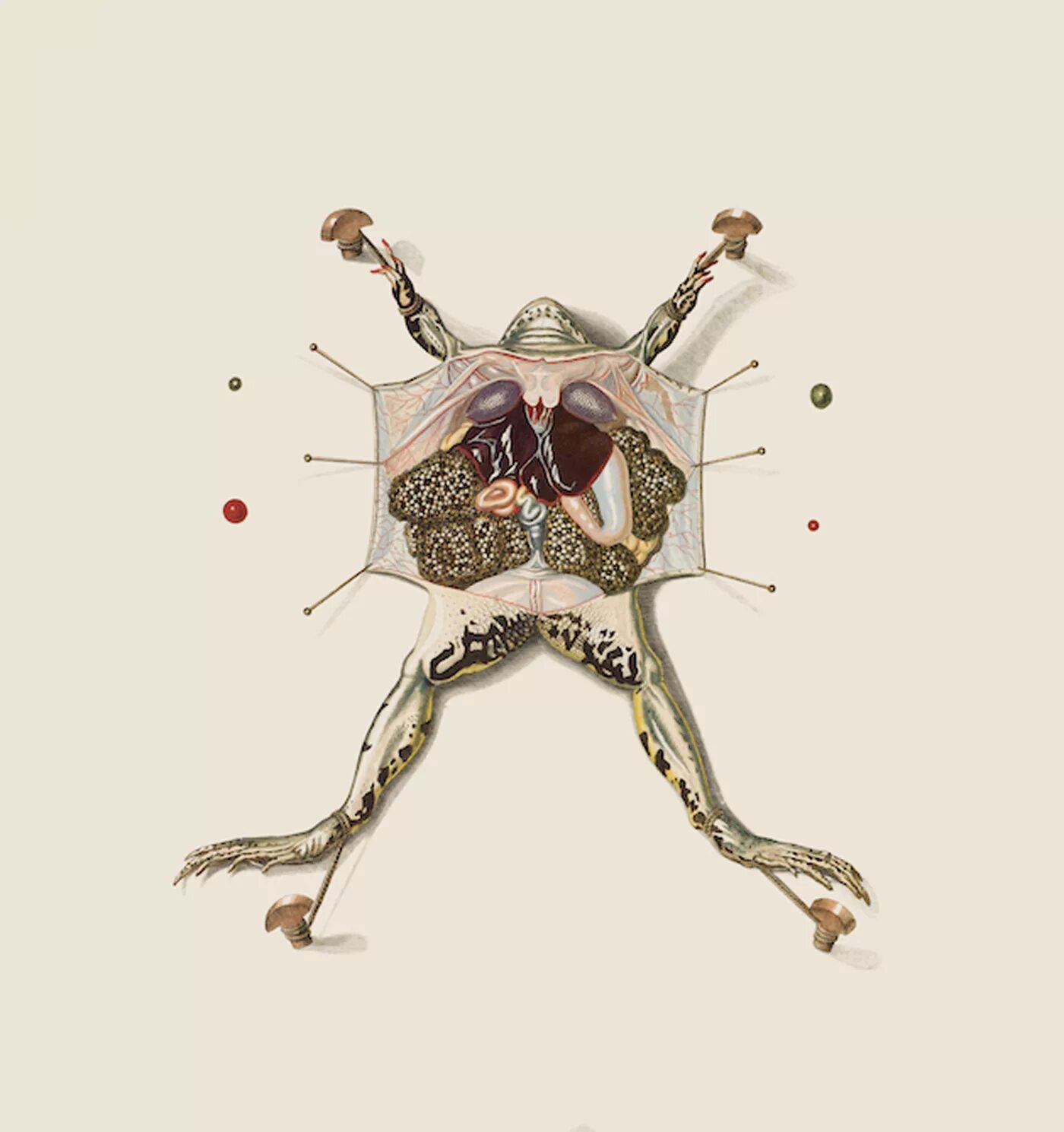 Препарировать это. Препарирование животных. Препарирование ископаемых. Палеонтология препарация. Препарировать это.