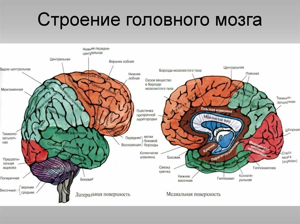 В головном мозге особенно развиты полушария