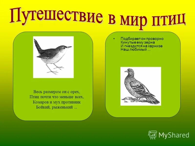 экологические группы птиц таблица. приспособление к среде.