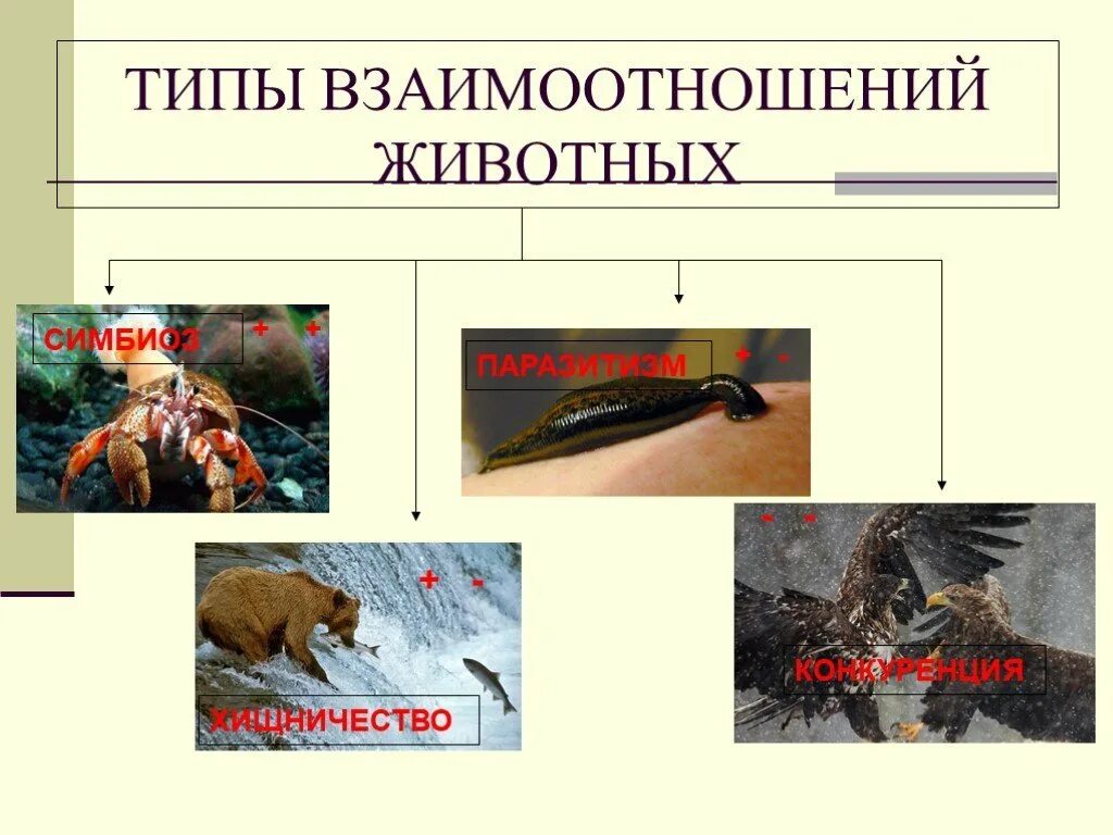 Взаимоотношения животных в природе. Типы взаимоотношений животных. Взаимосвязи животных в природе. Типы взаимоотношения между животными.