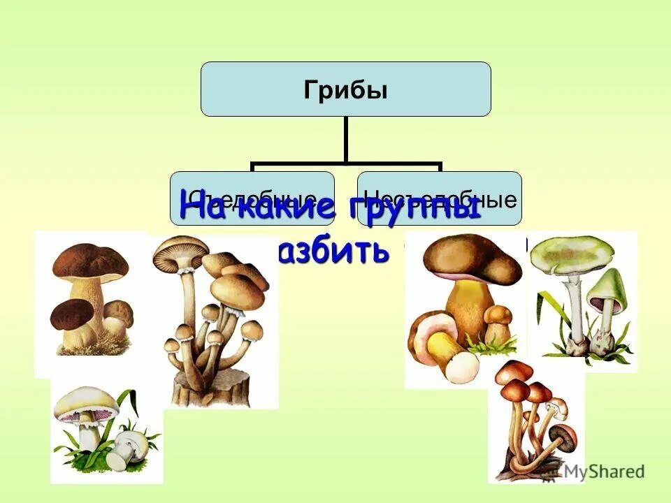 Царство грибов 2 класс. Грибы 2 класс окружающий мир. Грибы презентация. Царство грибы 2 класс.