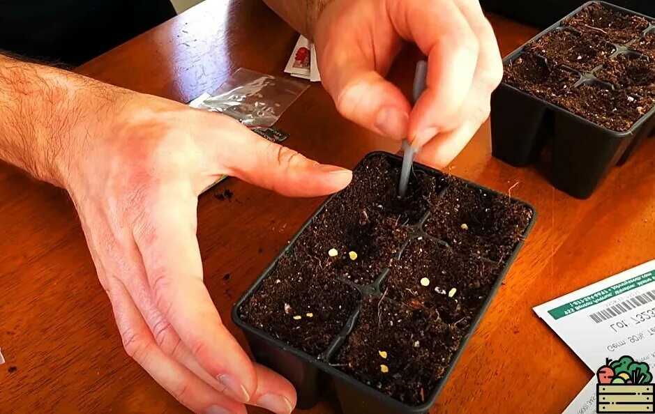 посев перца в феврале 2024. Seedling «рассада». пикировка перца. рассада перцев. перец рамиро рассада.