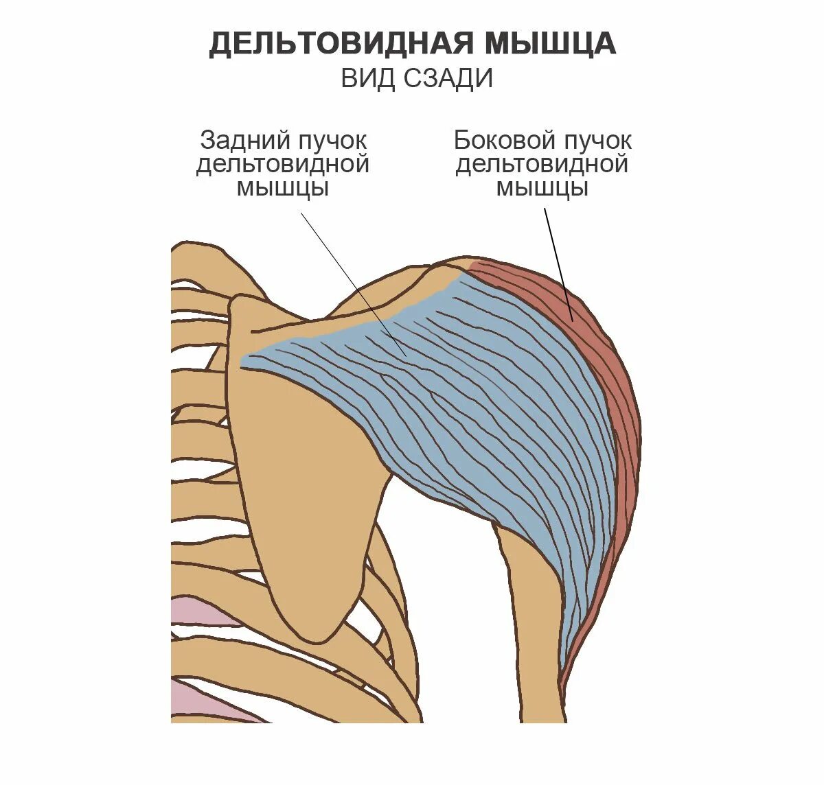 Передние пучки дельтовидных. Функции Пучков дельтовидной мышцы. Дельтовидная мышца анатомия строение. Дельтовидная мышца плеча анатомия. Дельтовидная мышца плеча крепление.