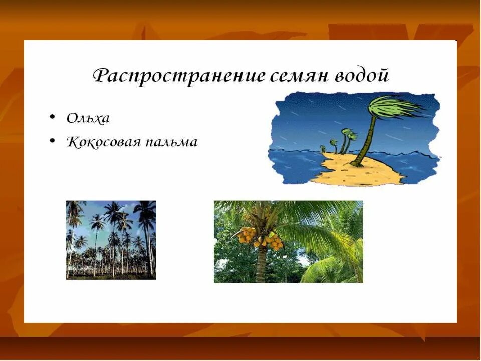 Растения распространение водой. Распространение семян водой. Распространение с помощью воды. Семена Распространяющиеся водой. Распространяются с помощью воды семена.