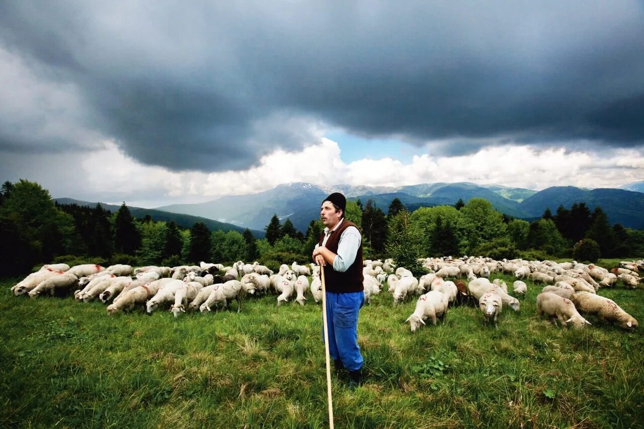 Пастух овец на кавказе. Чабан пасет овец. Чобан отара. П пасет. Чабан пастух овец.