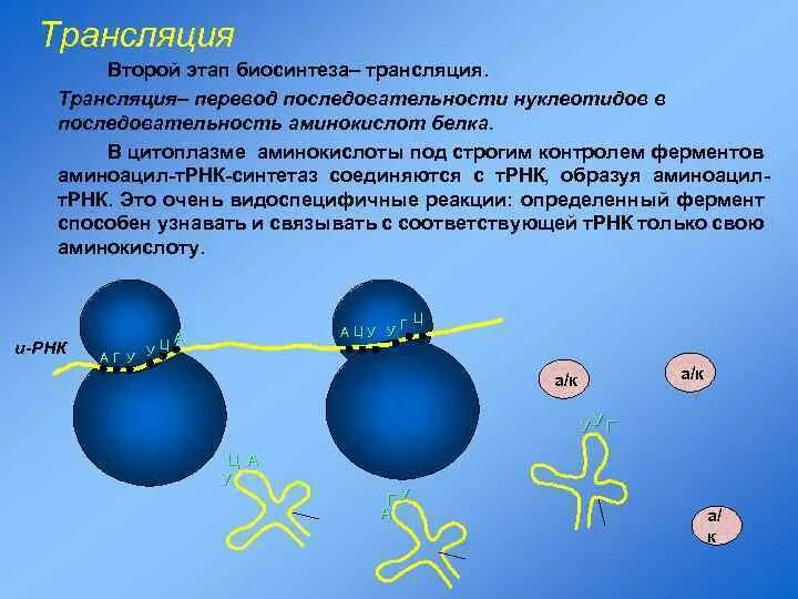 Биосинтез уровень организации. Биосинтез уровень организации