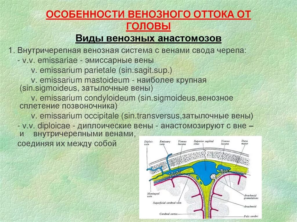 Эмиссарные и диплоические вены. Эмиссарную вен. Сосцевидная эмиссарная вена. Эмиссарные вены головы. Сосцевидная эмиссарная вена.