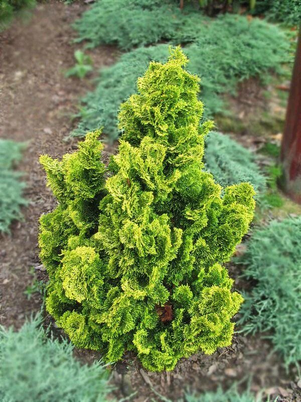 кипарисовик леруа мерлен. кипарисовик лавсона ивонне. кипарисовик ivonne. кипарисовик отзывы. кипарисовик сьюзан.