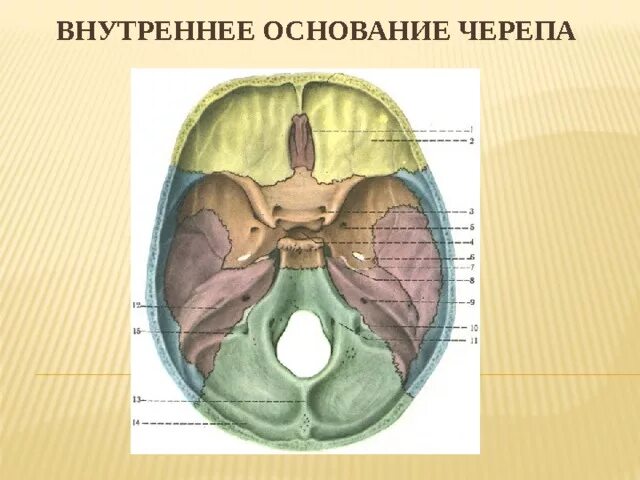 Области основания черепа. Основание черепа Черепные ямки. Строение внутренней поверхности основания черепа. Основание черепа анатомия строение. Череп анатомия внутреннее основание черепа.