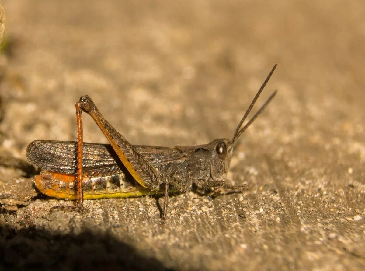 южный кузнечик. углокрылый кузнечик. прямокрылые кузнечики. кузнечик шелковниковой. Grasshopper (кузнечик,1946 locust).