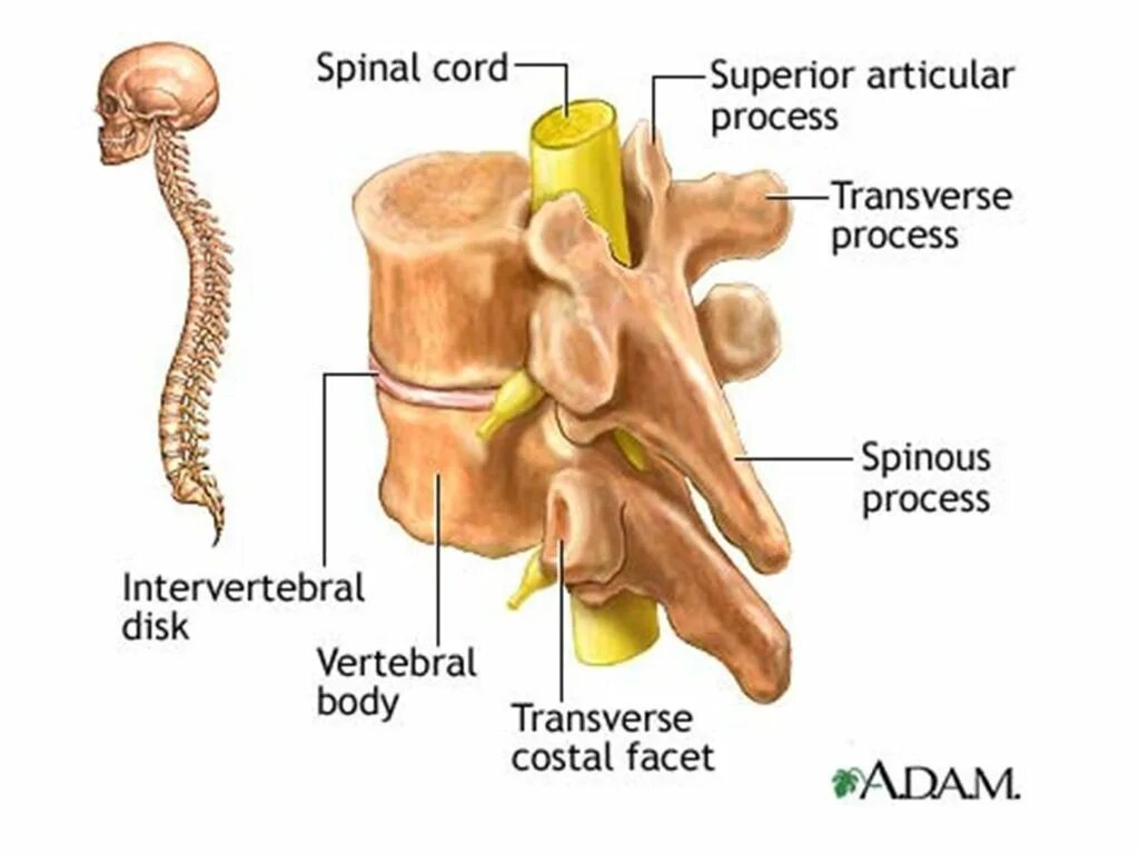 Тело и отростки расположены в спинном мозге. Позвоночник анатомия. Строение позвоночника человека. Двигательный сегмент позвоночника. Спинной мозг позвонки.