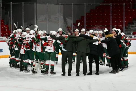 Чайка ирбис сегодня
