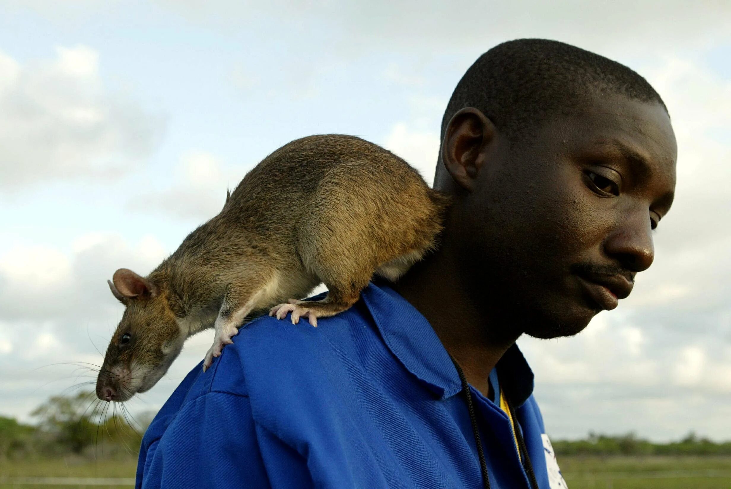 Мужчина крыса. Гамбийская хомяковая крыса. Гигантская Африканская сумчатая крыса. Гамбийская сумчатая крыса. Африканская хомяковая крыса.