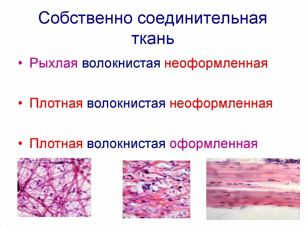 Функция соединительной ткани в мышцах. Соединительная ткань собственно соединительная ткань рыхлая. Плотная и рыхлая волокнистая соединительная ткань. Типы соединительной ткани гистология. Типы волокнистой соединительной ткани.