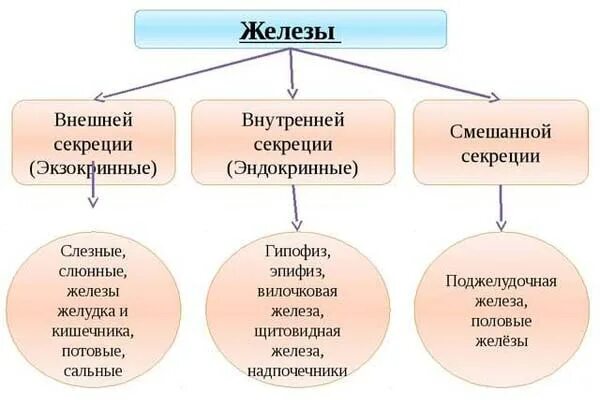 Что относится к полным данным. Железы внутренней секреции внешней и смешанной секреции. Железы внешней секреции функции. Железы внешней секреции (эндокринные железы. Внешняя и внутренняя секреция.