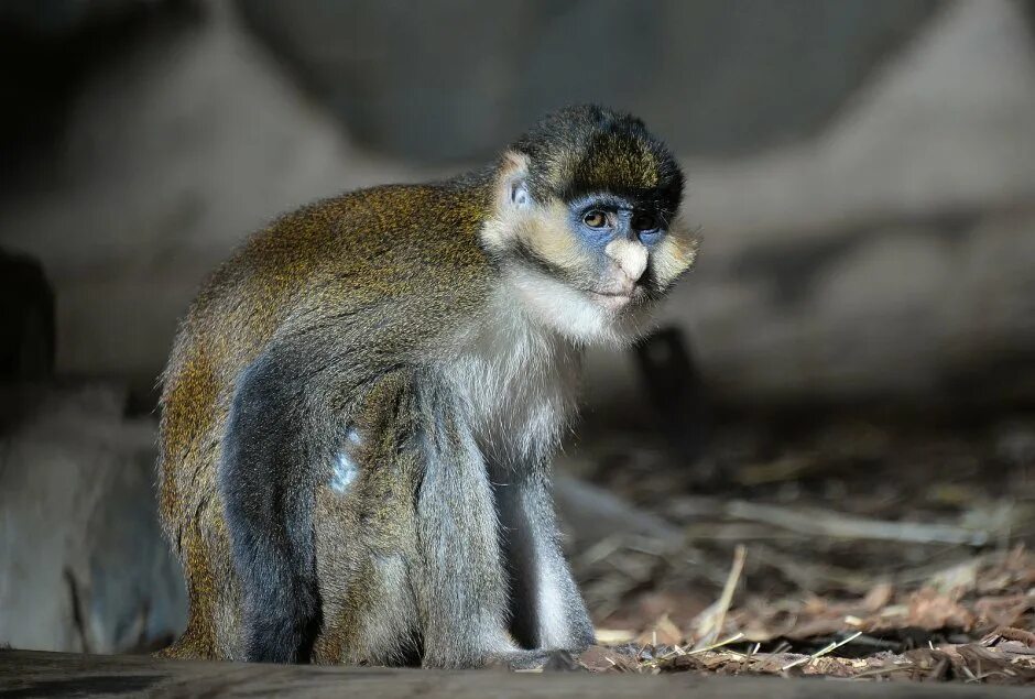 Голубая обезьяна. Cercopithecus Lomamiensis. Cercopithecus Ascanius. Голубая обезьянка. Большая белоносая мартышка.