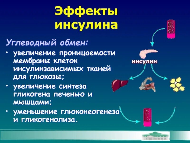 Обмен углеводов в организме