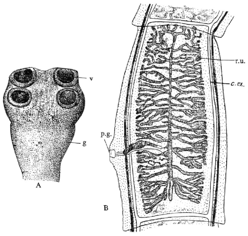 Червей стволы. Taeniarhynchus saginatus бычий цепень.