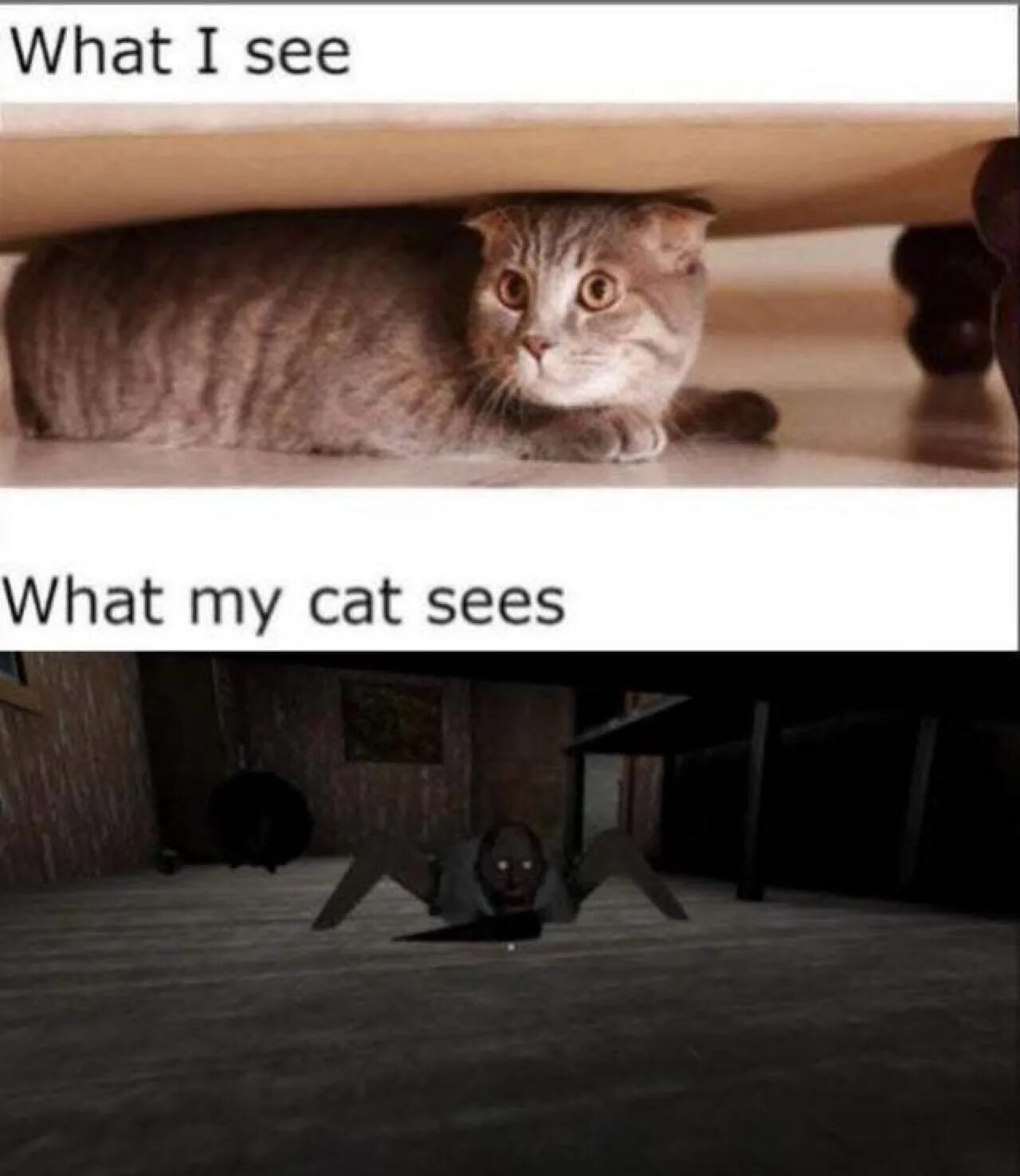 Она видит кошку. Мемы с кошками. Как видят коты. Мем что вижу я что видит кот. Мир глазами кота.