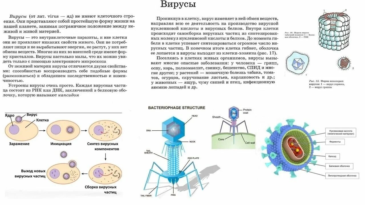 Вирусы ЕГЭ биология. Вирусы 5 класс биология. Всё про вирусы биология ЕГЭ. Задания про вирусы ЕГЭ биология как решить.