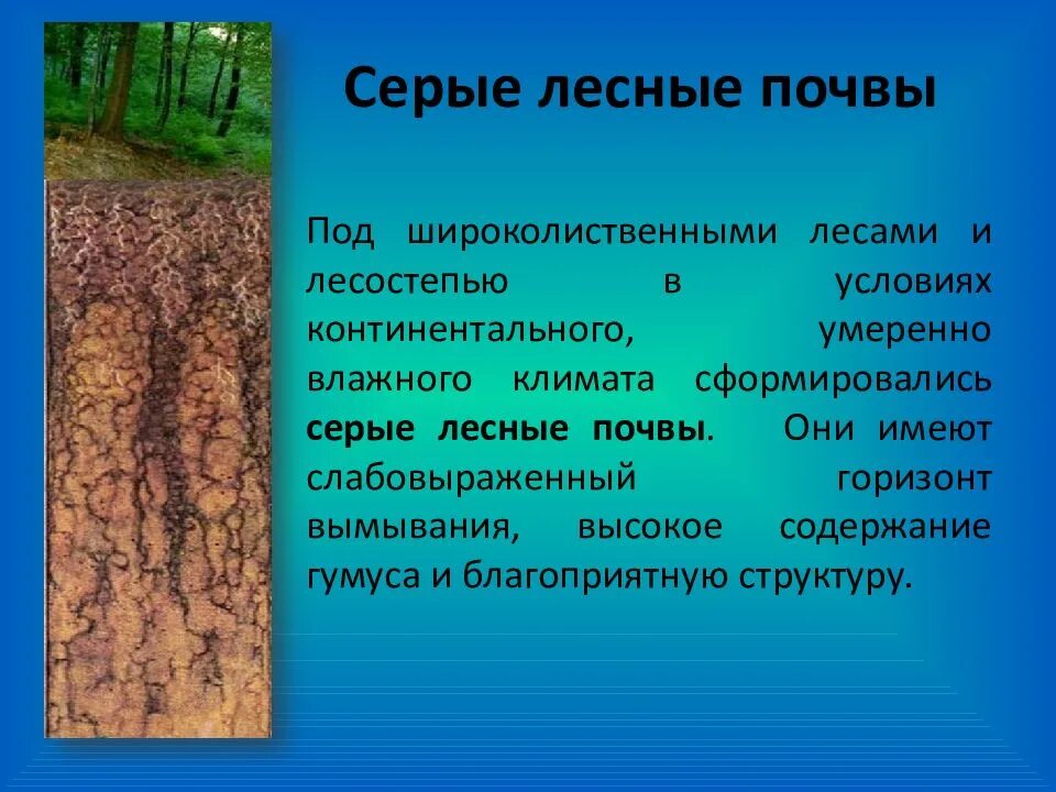 Примеры зональный тип растительности серых лесных почв Картинки ПОЧВЫ ПОДЗОЛИСТОЙ ЗОНЫ