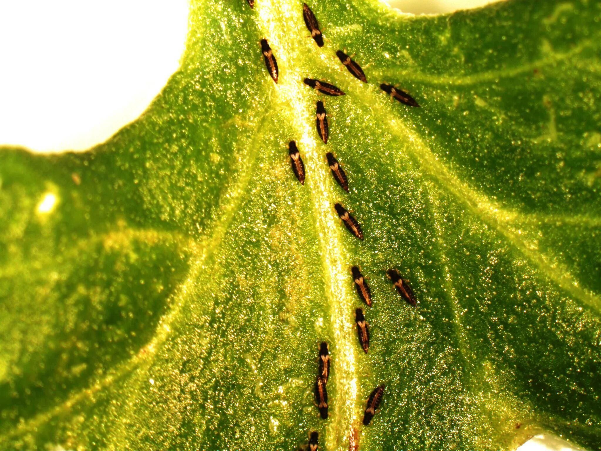 Вредители комнатных растений щитовка. Вредители комнатных растений на листьях. Замиокулькас щитовка. Мучнистый червец. Мучнистый червец на фикусе.