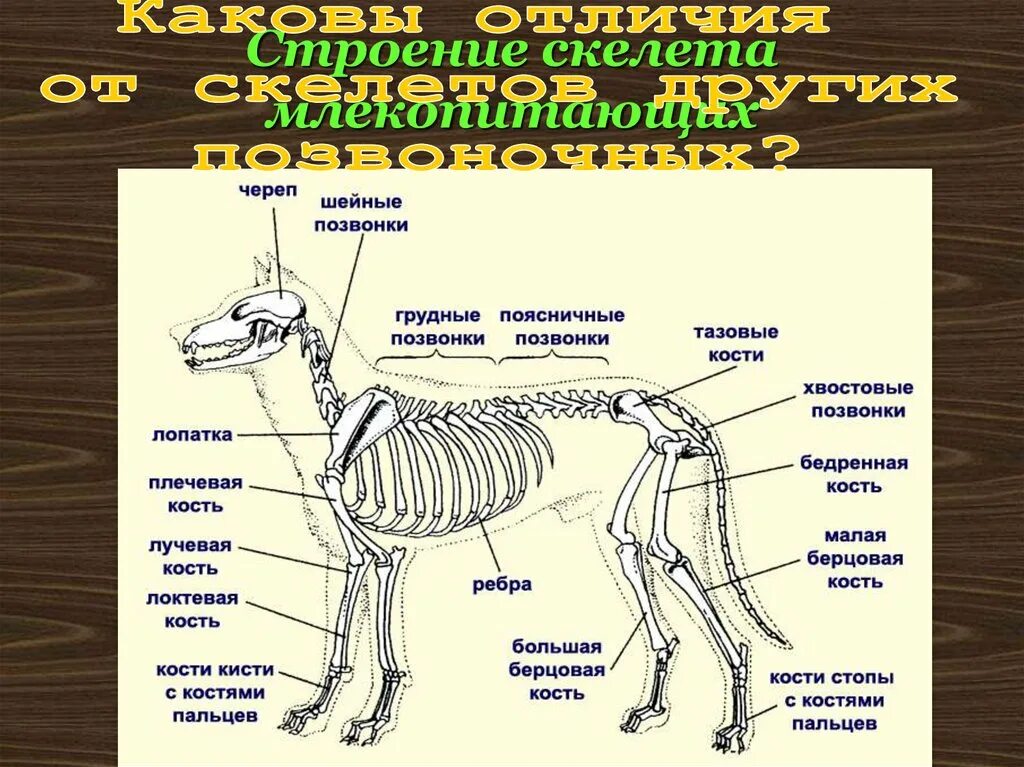 Особенности строения отделов позвоночника у млекопитающих. Составные части скелета собаки. Строение осевого скелета млекопитающих. Анатомия собаки части тела. Отдел скелета млекопитающих таблица собаки.