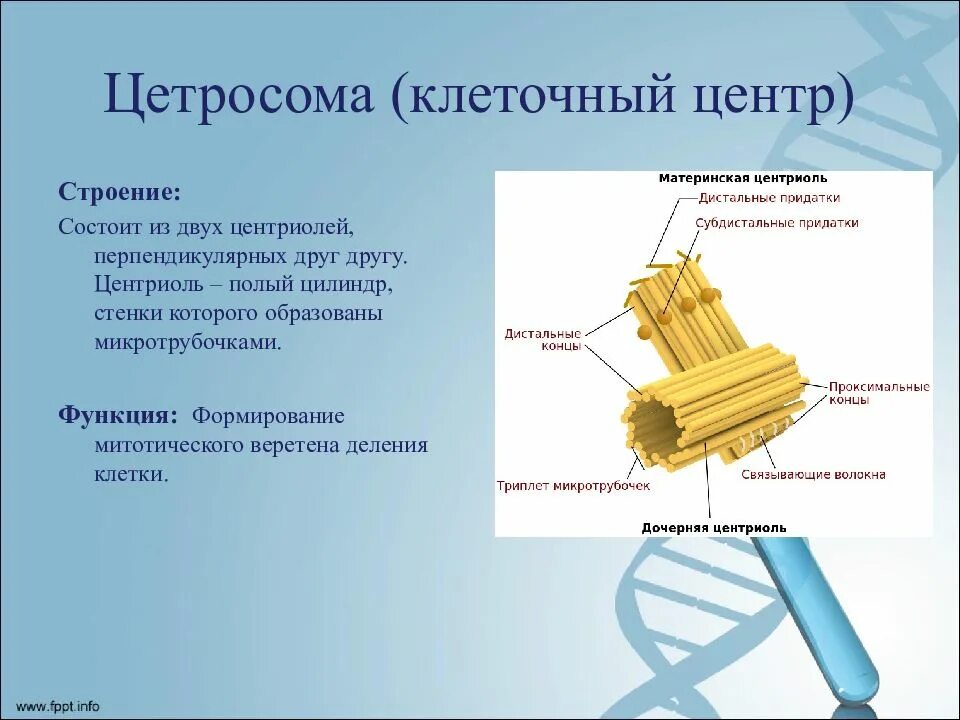 Центриоли клеточного центра функции. Клеточный центр функции. Строение центриолей клеточного центра. Клеточный центр строение и функции.