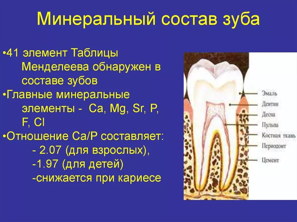 Строение зуба. Состав зуба. Элемент строения зуба. Строение зубной эмали. Функции тканей зубов