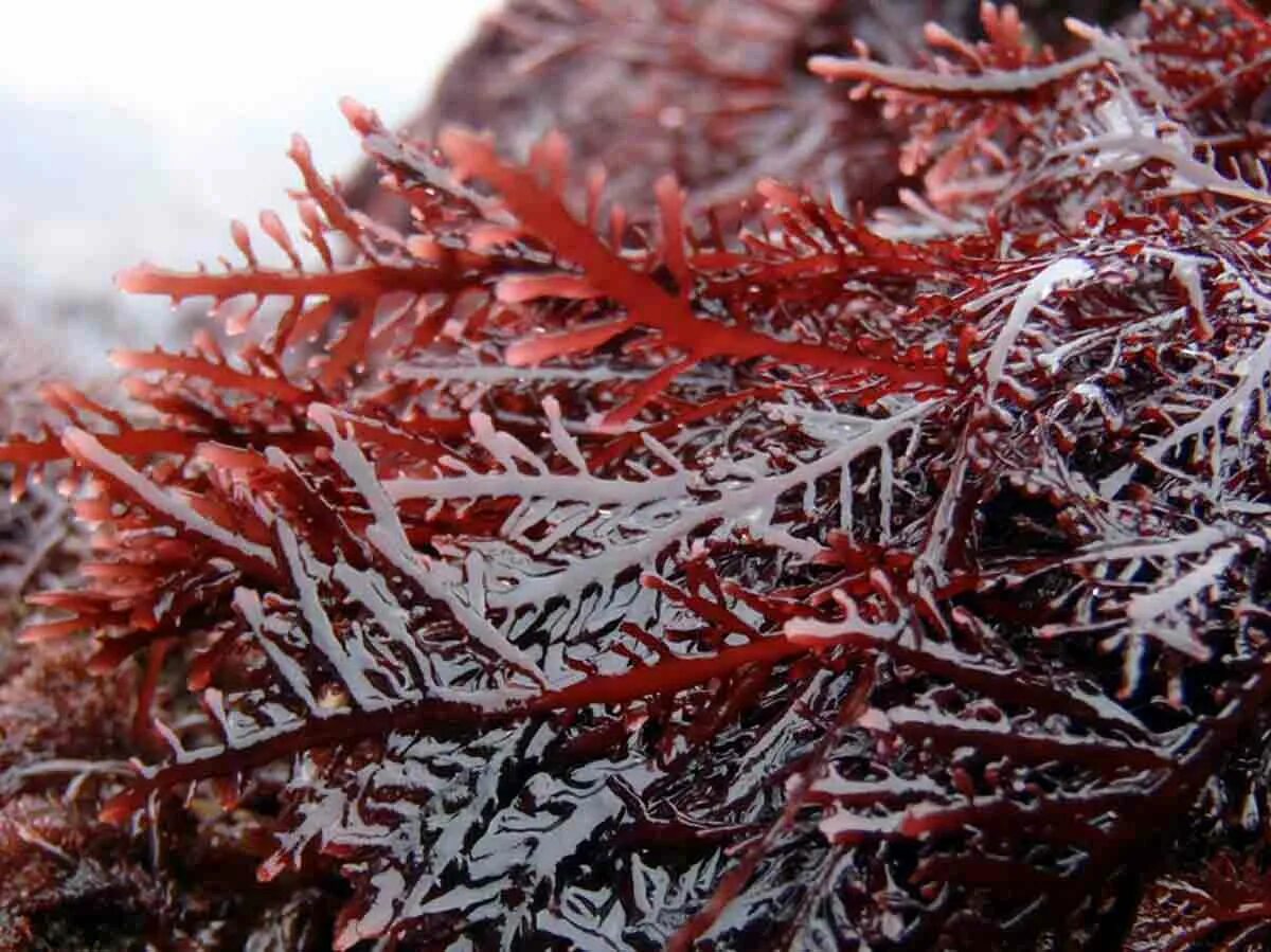 Гелидиум водоросль. Красные водоросли агар-агар. Агар агар водоросли. Gelidium amansii.