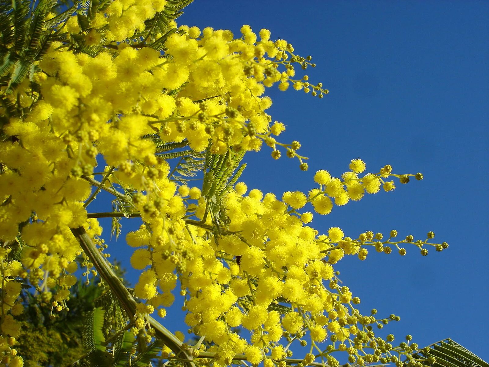 Мимозы в розницу. Acacia dealbata (Акация). Акация серебристая (Acacia dealbata). Мимоза хамбуриана. Акация серебристая Мимоза.