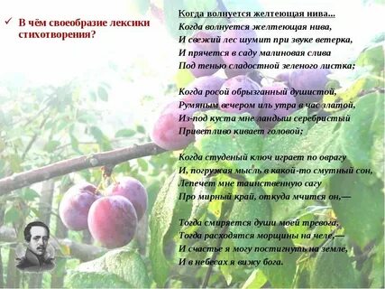 Анализ стихотворения желтеющая нива 7 класс