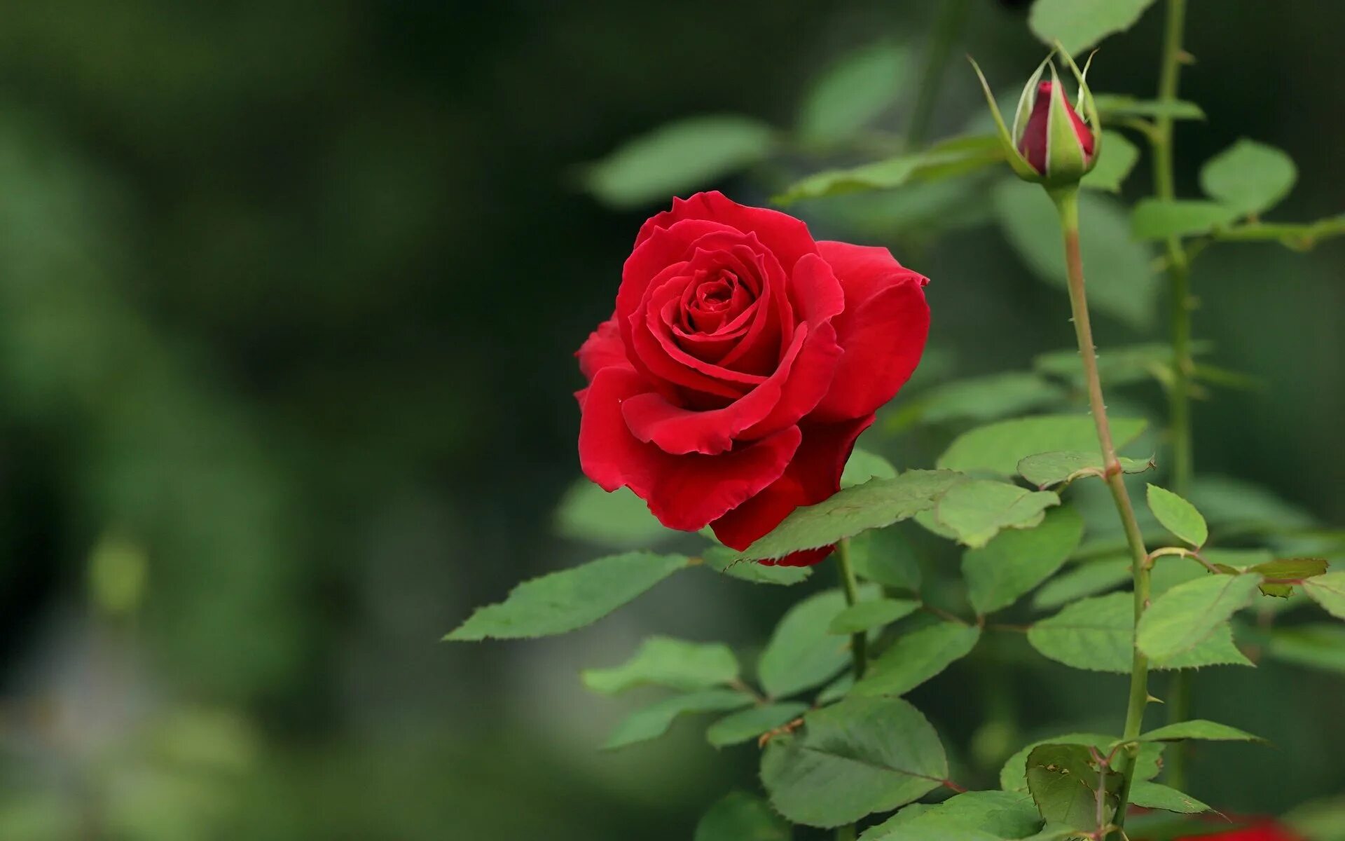 Красные розы. Родина розы. Красные розы hd. Алая роза бутон. Роза шикарная.