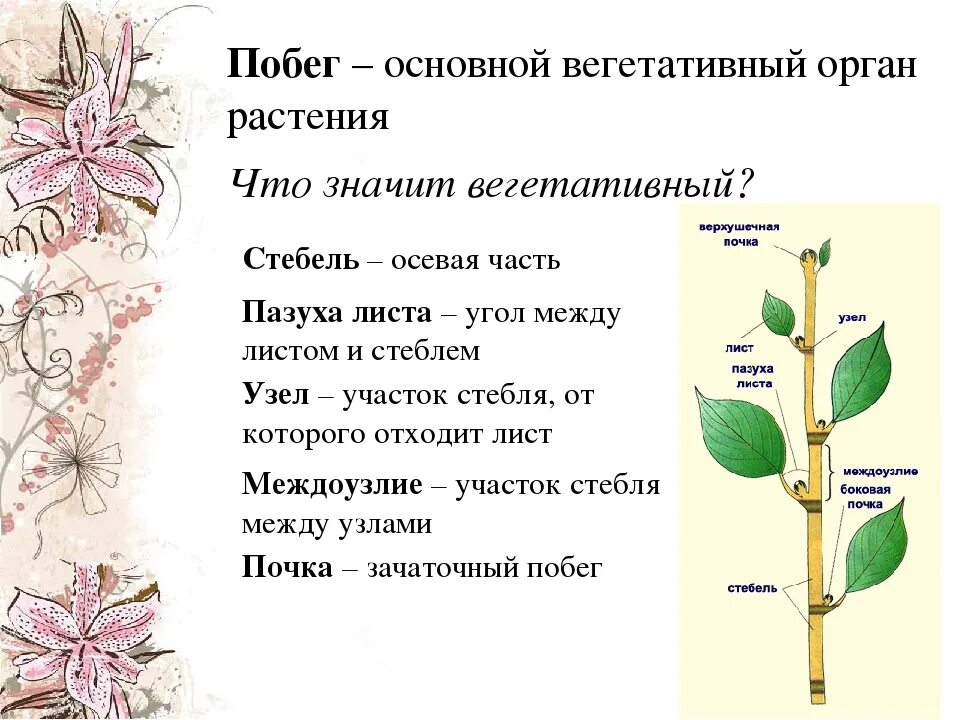 Стебель функции. Побег стебель строение и функции почка. Основной вегетативный орган растения это побег. Строение побега вкратце. Побег и почки 6 класс биология.