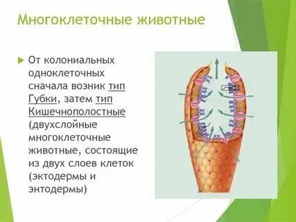 Почему в многоклеточном организме