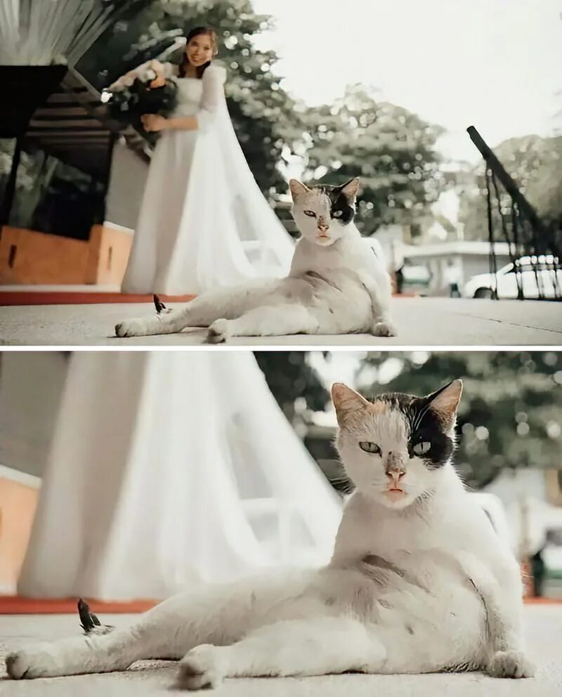 Кот на свадьбе. Свадебные коты. Коты в свадебных нарядах. Кошка невеста.