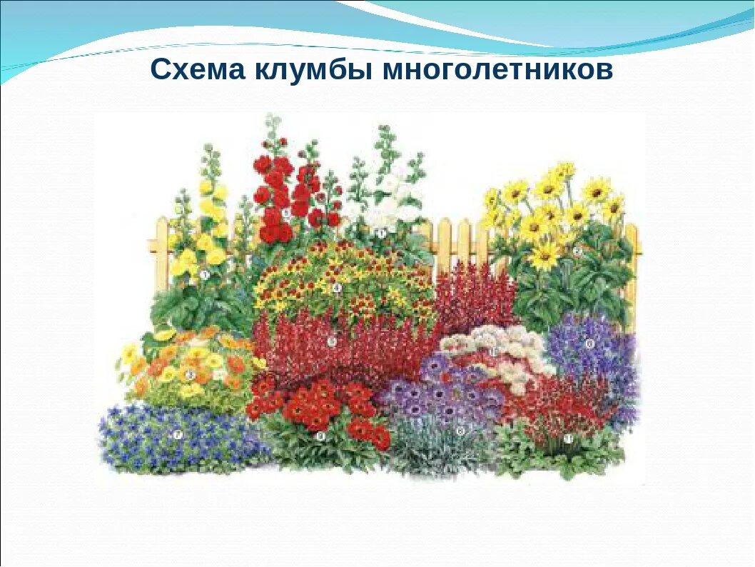 Клумба из многолетников непрерывного цветения схема. Цветник многолетников непрерывного цветения. многолетняя клумба непрерывного цветения. цветник непрерывного цветения из многолетников схема. схема посадки клумбы непрерывного цветения.