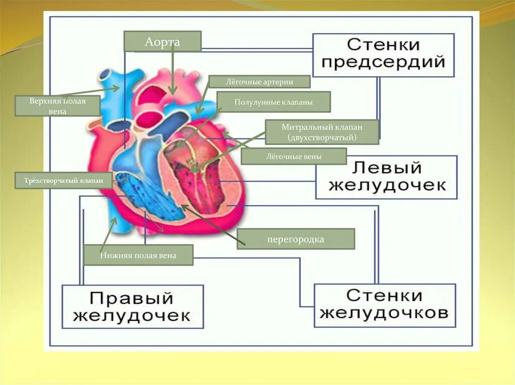 Граница между предсердиями и желудочками