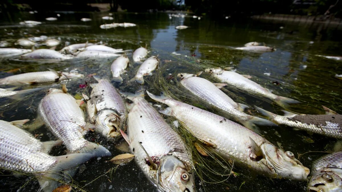 Гибнет рыба. Рыбы в загрязненных водоемах. Загрязнение воды рыбы.