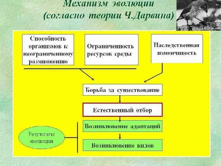 Таблица теории дарвина. Основные положения Чарльза Дарвина об эволюции. Учение Дарвина об эволюции видов.