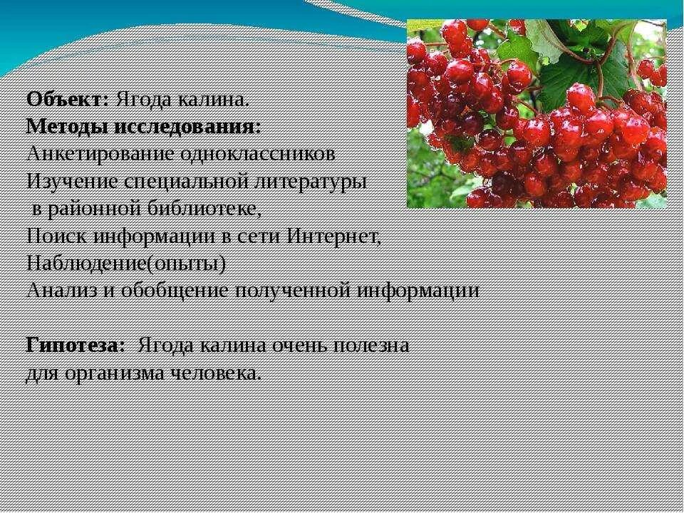 Польза красных ягод. Калина красная ягода полезные. Калина полезные свойства. Полезные и лечебные свойства калины. Калина полезные и вредные.