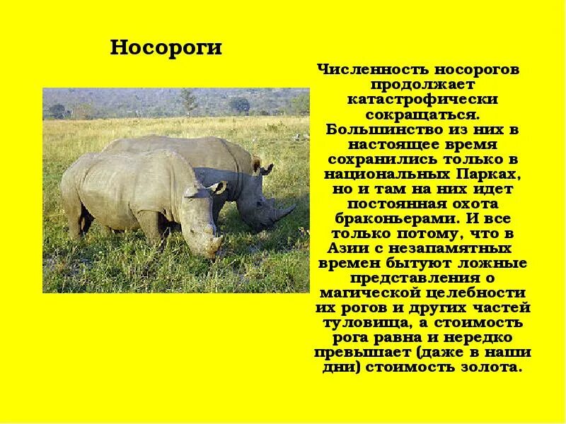 Носороги краткое содержание