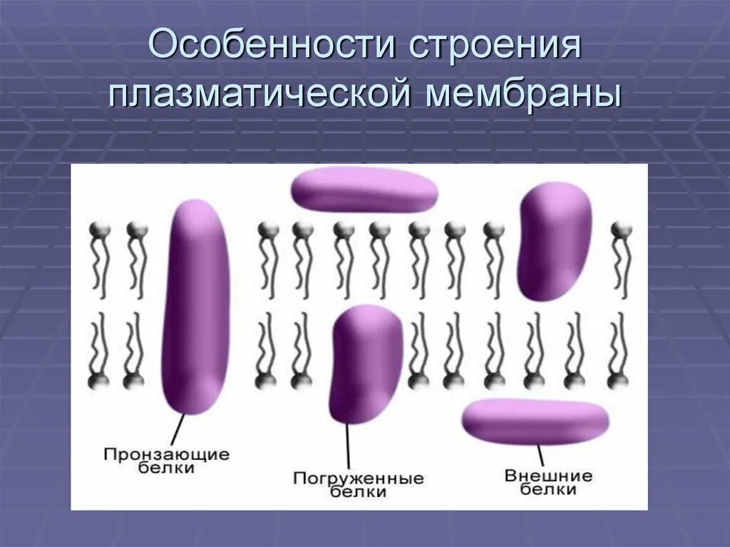 Строение плазматической мембраны. Особенности строения плазматической мембраны. Особенности строения призматической мембраны. Функции плазматической мембраны.