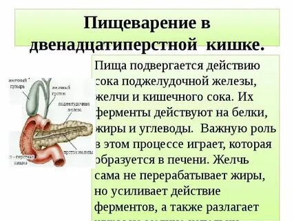 Двенадцатиперстная кишка пищеварительные соки