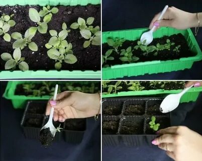 Глоксиния выращивание из семян