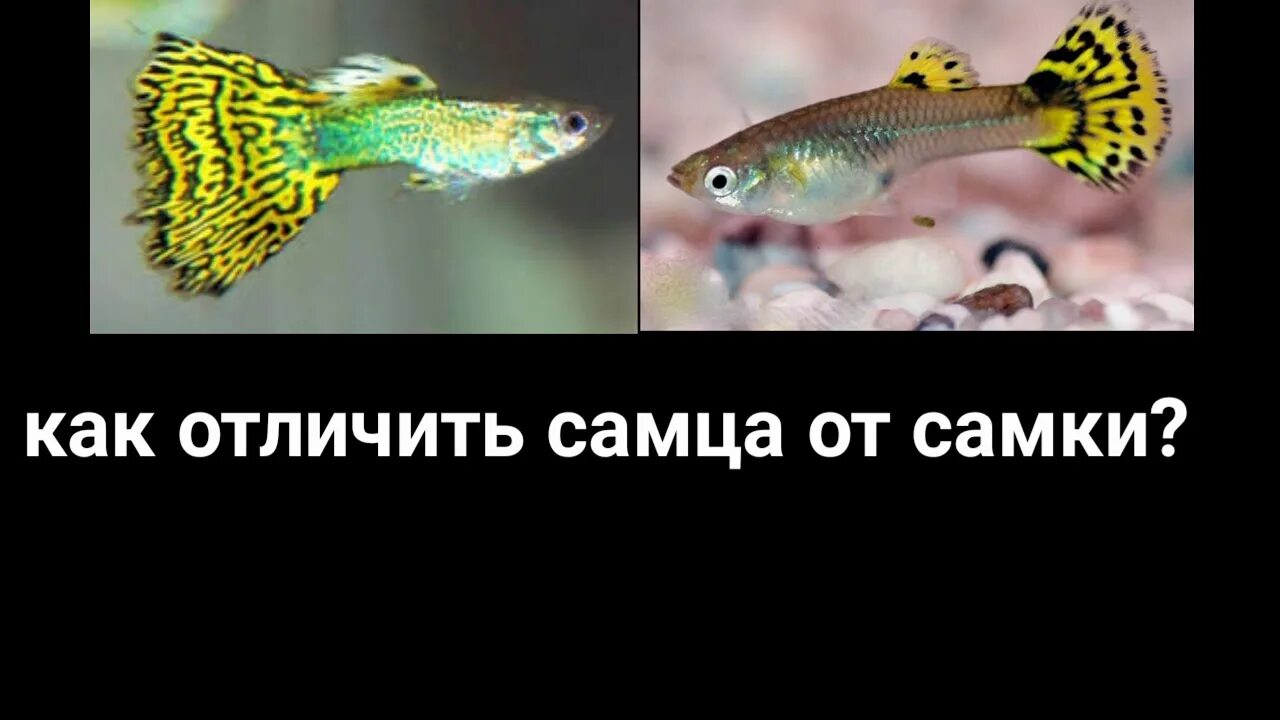 Как отличить самца. Гуппи самец и самка. Гуппи самка и самец отличия. Гуппи отличие самки от самца. Гуппи рыбки самки и самцы.