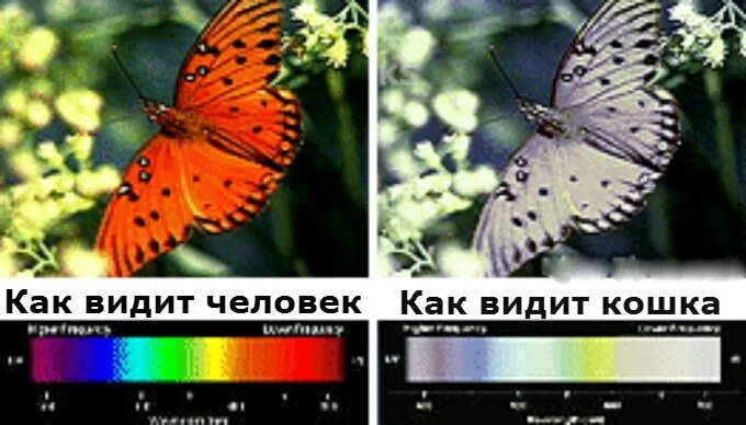 Как видят мир коты. Какие цвета видят кошки. цветовое зрение у животных. цветовое зрение кошек. как видят кошки цвета.