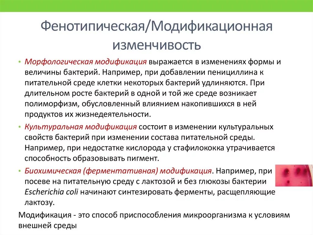 Признаки обусловленные генотипом. Механизмы фенотипической изменчивости бактерий. Модификационная изменчивость бактерий. Фенотипическая изменчивость микроорганизмов. Проявление фенотипической изменчивости бактерий.