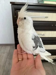 Безщекая корелла